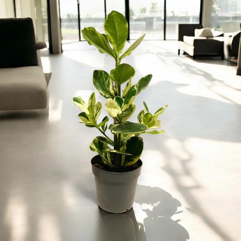 Gardenaria Clusia rosea 'White Star' - Pianta da interno ornamentale - Altezza: 60 cm (vaso 17) (1/4)