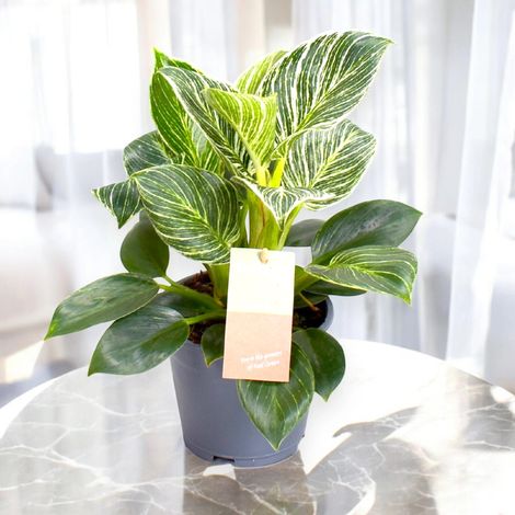 Gardenaria Philodendron 'Birkin' Zebra - Pianta da interno ornamentale - Altezza: 35 cm (vaso 14)