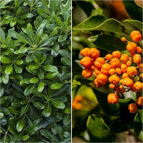 Planta de Pittosporum. Altura 60/70 Cms