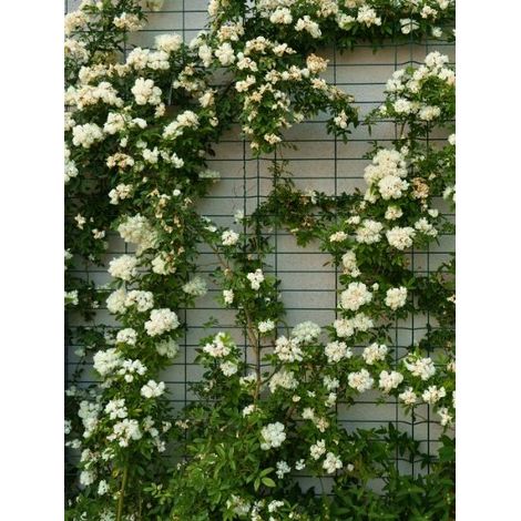 Rosier liane 'Purezza' Pot de 2L/3L (1/2)