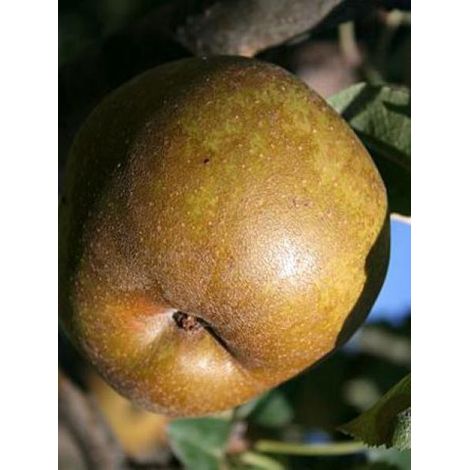 Pommier 'Court-Pendu' Racines nues, Demi-Tige