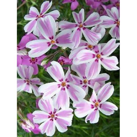 Phlox mousse 'Candy Stripes' Godet de 8/9 cm