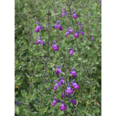Sauge 'Blue Note' Pot de 2L/3L (1/2)