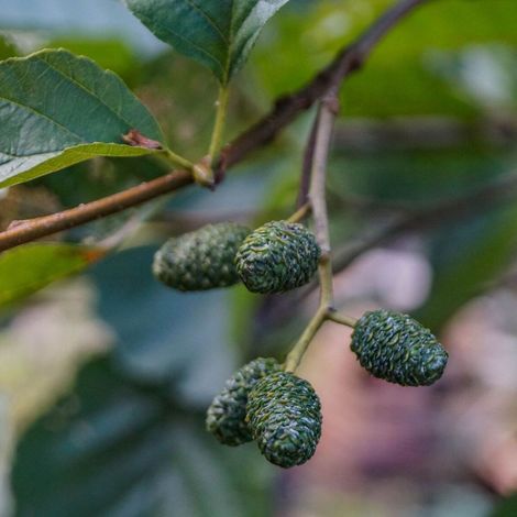 Aulne glutineux Imperialis, Alnus/Pot de 15L - Baliveau (1/5)