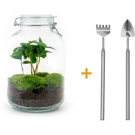 Kit Terrarium DIY Coffea Arabica Écosystème Végétal Autonome avec Bocal en Verre H 28 cm Ø 18 cm - PANGIVO (1/4)