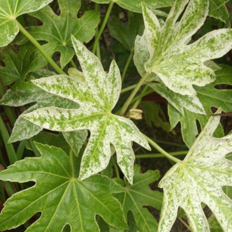 Fatsia Spider's Web/Pot de 4L (1/5)