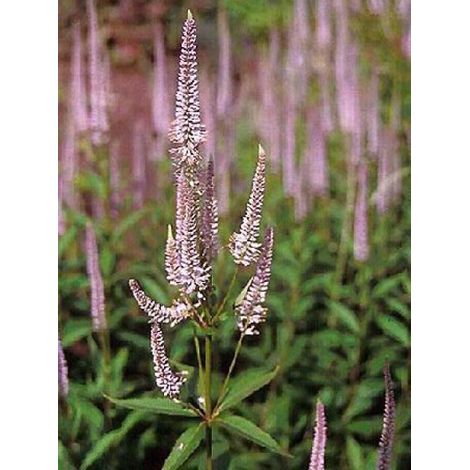 Veronicastrum virginicum 'Pink Glow' Godet de 8/9 cm
