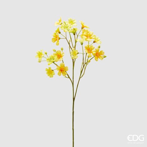 EDG Oxalis Ramo X3 H55 Giallo (1/3)