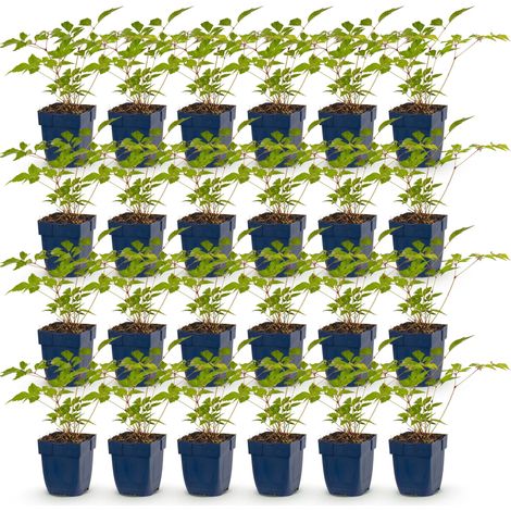 Astilbe Europa Spirée à Plumes Plante Vivace d'Ombre Rose Lot de 24 Pots 11 cm - PANGIVO (1/5)