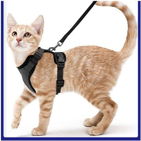 Harnais Chat Petit Chien Laisse Harnais Chaton Réglable Noir XS Collier Harnai Chat Refléchissant Gilet Respirant pour Lapin, Chat Européen, Maine Coon, Persan, Attache Dessus avec Laisse (1/5)