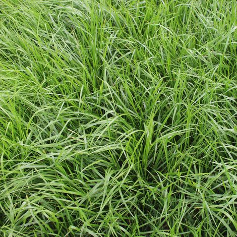 Fétuque élevé (Festuca arundinacea) 20 kg graminée unique, graines de graminées