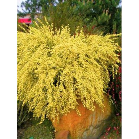 Genêt précoce 'Allgold' Pot de 2L/3L