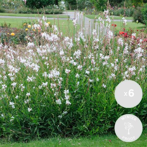 Bloomique - Lot de 6 - Gaura Lindheimeri – Gaura – Plantes de jardin – Rustique – Sans danger pour les animaux – Hauteur 10-20 cm – Pot 9x9 cm