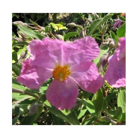 Ciste pulvérulent Sunset, Cistus/Pot de 3L - 40/60 cm