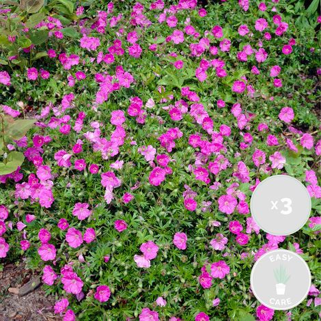 Bloomique - Lot de 3 - Geranium Sanguineum – Géranium sanguin – Rustique – Hauteur 10-20 cm – Pot 9x9 cm
