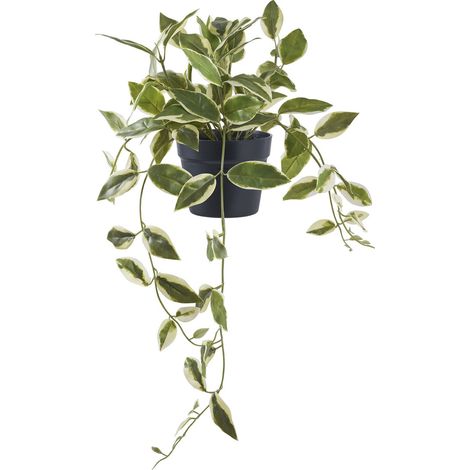 Hoya Carnosa - Pianta succulenta artificiale verde H33 cm