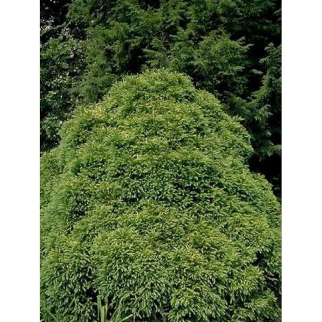 Cèdre du Japon 'Globosa Nana' Pot de 12L/15L, Tige de 80 cm (1/3)