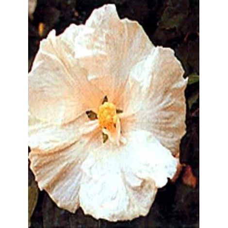 Mauve en arbre 'Diana' Pot de 3L/4L (1/4)
