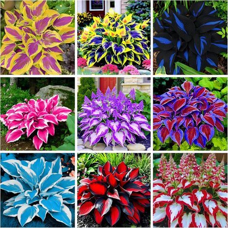 1000 Hosta-Samen, krautige Blumensamen, herzförmige Blätter, Topfpflanzensamen für den Garten. (1/5)