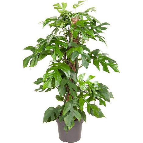 Monstera Minima Plante d’intérieur décorative Pot 19 cm Hauteur 80 cm - PANGIVO