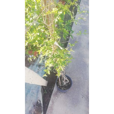 Jasminum Officinalis v20