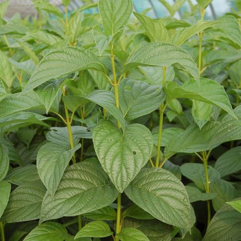Cornouiller soyeux Flaviramea, Cornus/Pot de 3L - 20/40 cm (1/4)