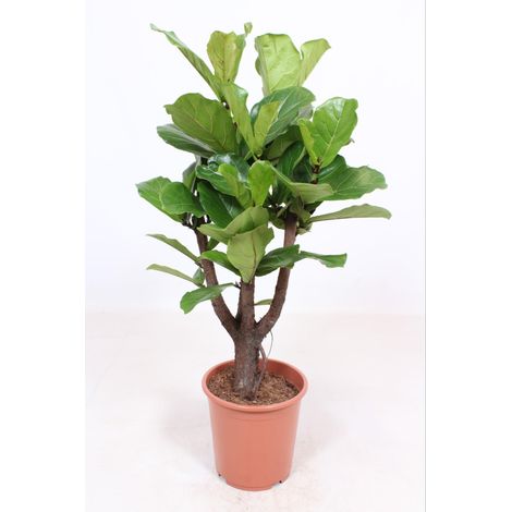 Ficus Lyrata Ramifié - Plante d'Intérieur Naturelle - Vert - Hauteur 120 cm - Pot Ø 27 cm - PANGIVO