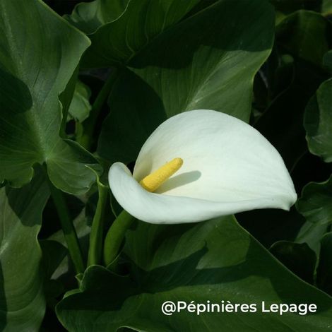 3 Arums d'Ethiopie 'Crowborough' (Zantedeschia aethiopica 'Crowborough')