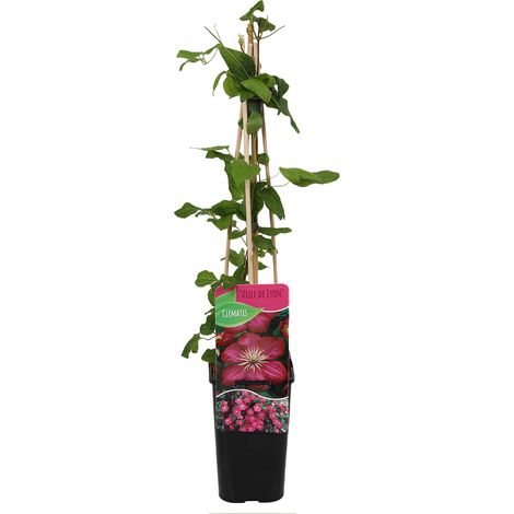 Bloomique - Clématite Ville de Lyon - Vigne forestière - Rose foncé - Plantes grimpantes - Plantes de jardin - Rustique - Pot 15cm - 70-80cm de haut (1/5)