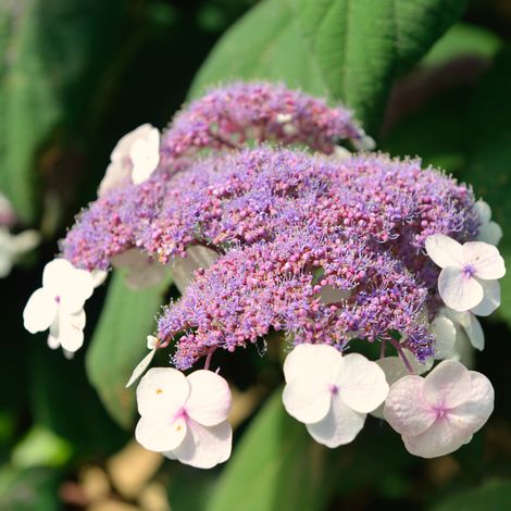 Hortensia aspera macrophylla - Hydrangea aspera macrophylla 30/35 cm Pot 3L (1/4)