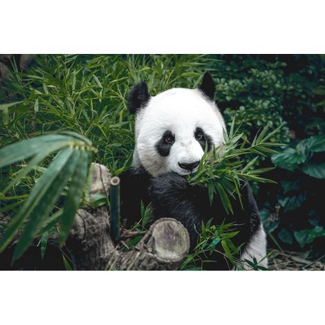 Tableau sur toile panda qui mange 30x45 cm - Impression sur Toile Murale Décorative - Image imprimée en HD sur Toile - Toile sur Châssis en Bois FSC - Fabriqué en France (1/5)