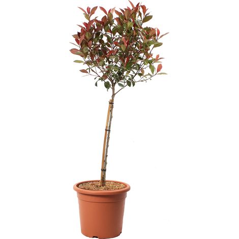 Photinia Fraseri Robusta Compacta 1/4 di Fusto - Piante Vere da Esterno Resistenti - H 80-100 cm Vaso Ø 24 cm (1/2)