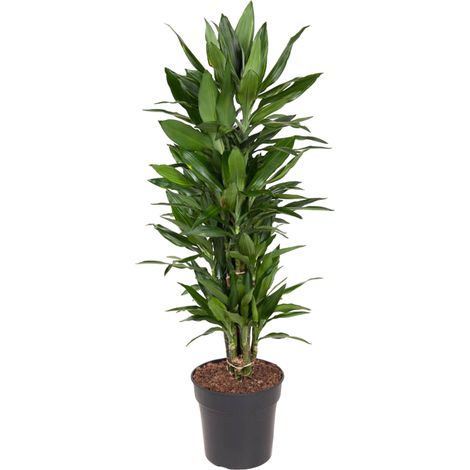 Dragonnier Dracaena Janet Lind Ramifié Plante d'Intérieur Vert 110 cm Ø27 cm - PANGIVO (1/4)