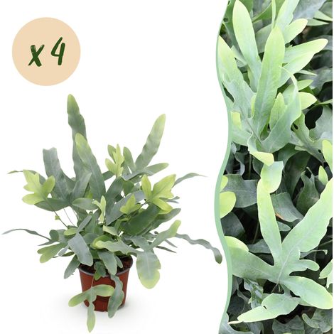 Lot de 4 Phlebodium aureum Blue Star Fougère Bleue Plante d'Intérieur Pet Friendly Pot 12cm 25-30cm - PANGIVO (1/5)