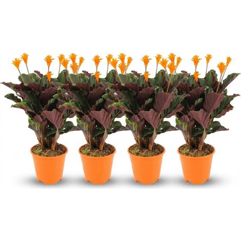 Lot de 4 Calathea Crocata Plantes d'Intérieur Fleurs Oranges Ø 14 cm Hauteur 40-45 cm - PANGIVO (1/4)