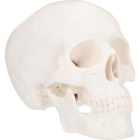 Modèle de Crâne Détachable Plastique Sculpture Artistique Anatomique pour Décoration Créative et Enseignement Modèle de Compact pour Bureau (1/5)