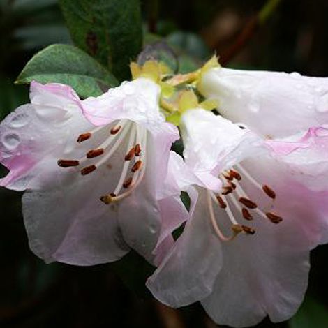 Rhododendron 'Clipinense' 'Cilpinense' - 20-30 cm pot