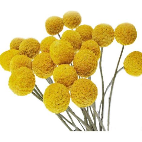 20 tiges de fleurs séchées naturelles - Craspedia/Boules jaunes (1/5)