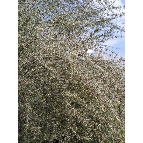 Olearia virgata Pot de 2L/3L