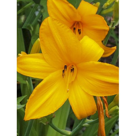 Lis d'un jour, Hémérocalle 'Orange Prelude' Godet de 8/9 cm (1/2)