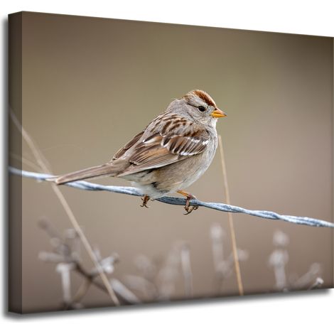 Leinwanddruck Tiere Spatz 50x40 cm