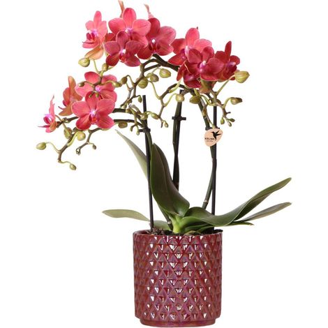 Orchidée Phalaenopsis Rouge avec Pot Décoratif Rouge Ø 9 cm Plante d'Intérieur Fleurie - PANGIVO (1/5)