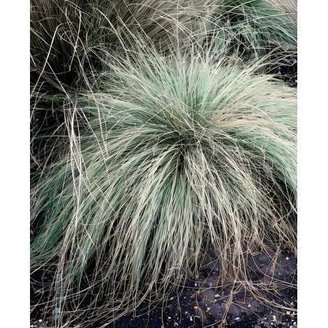 Gardenaria Carex 'Comans Frosted Curls' - Graminacea ornamentale da esterno - Altezza: 40 cm (vaso 17)