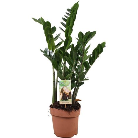 Zamioculcas Zamiifolia Plante d’Intérieur Dépolluante Feuillage Vert Foncé Pot 17 cm Hauteur 70 cm - PANGIVO (1/4)
