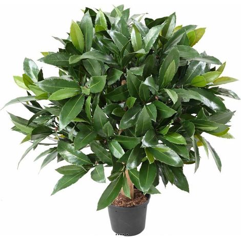 Laurier artificiel en boule sur tronc extérieur H 50 cm D 40 cm - dimhaut: H 50 cm - couleur: Vert