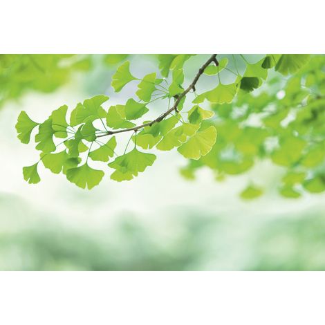Papier peint panoramique vert et blanc | Tapisserie panoramique escaliers et salle à manger | Papier peint panoramique floral nature tendance - 267 x 400 cm (4 pièces) (1/2)