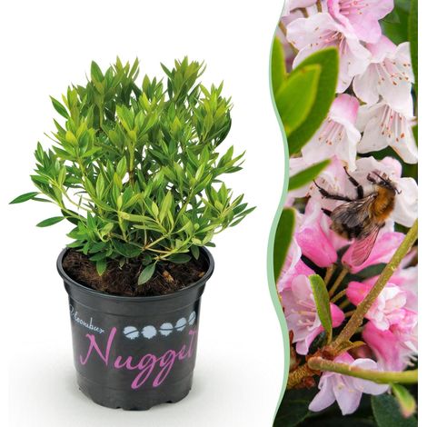 Rhododendron Nain Rose Clair - Arbuste Persistant pour Haie et Bordure - 1 Plante - Pot 10,5 cm - PANGIVO (1/5)
