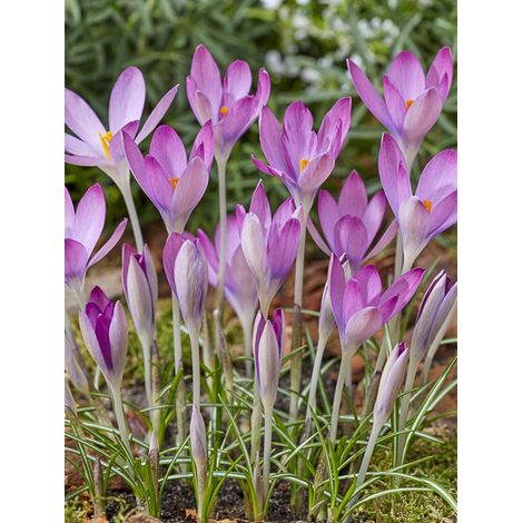 Crocus du paysan 'Roseus' Bulbe calibre 5+ (par 25) (1/2)