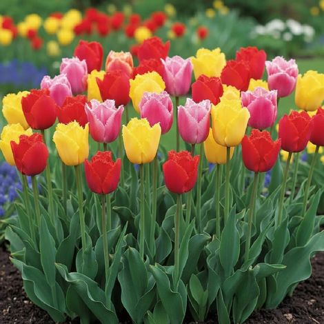 Bulbe de Tulipe dentelle Variées/Sachet de 20 bulbes (1/5)