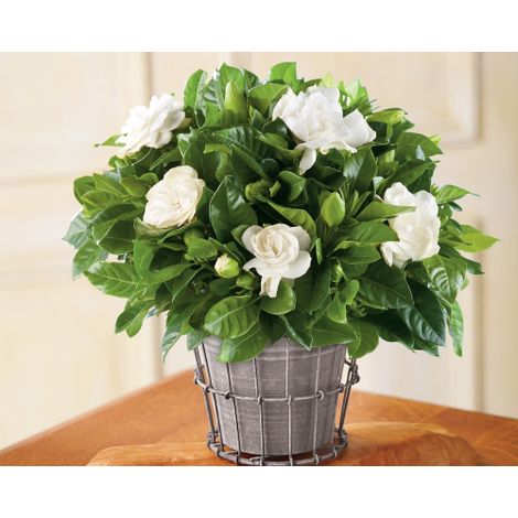 Gardenia jasminoides pianta in vaso 19 cm fiori profumatissimi